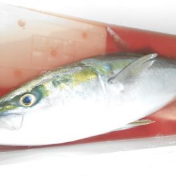 こうゆう丸 釣果