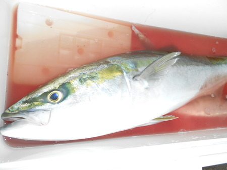 こうゆう丸 釣果