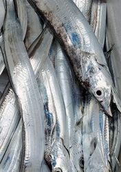 遊漁船 ニライカナイ 釣果