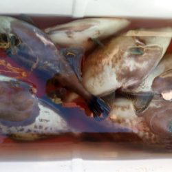 弘福丸 釣果