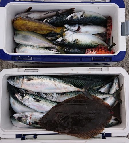 気仙沼　つり丸 釣果