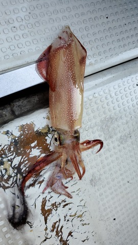 遊漁船　ニライカナイ 釣果