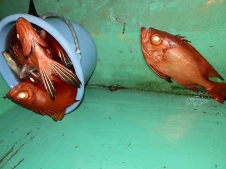 第二むつ漁丸 釣果