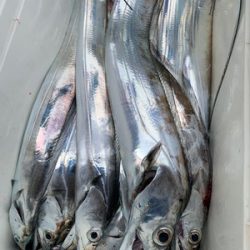 さんさん丸 釣果