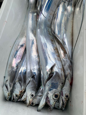 さんさん丸 釣果