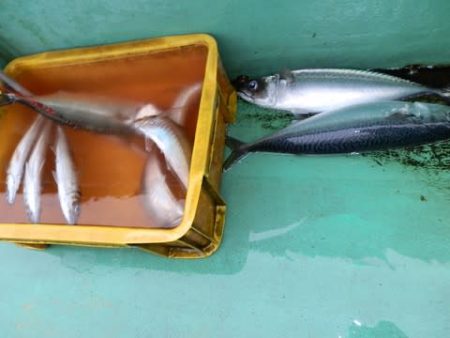 第二むつ漁丸 釣果