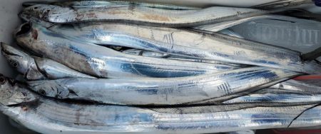 遊漁船　ニライカナイ 釣果