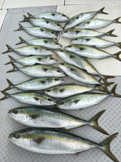 ミタチ丸 釣果