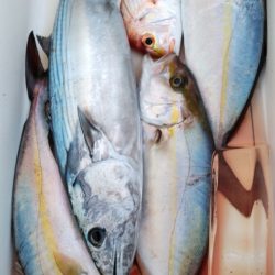 遊漁船 新鋭丸 釣果