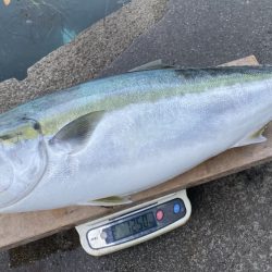 まるいち丸 ZERO-1 釣果