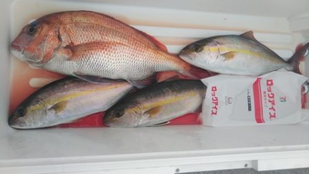 遊漁船 新鋭丸 釣果