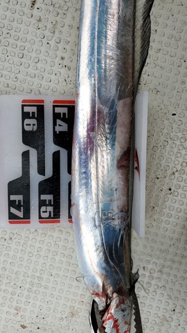 遊漁船 ニライカナイ 釣果