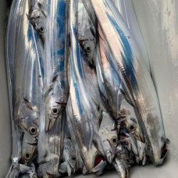 さんさん丸 釣果