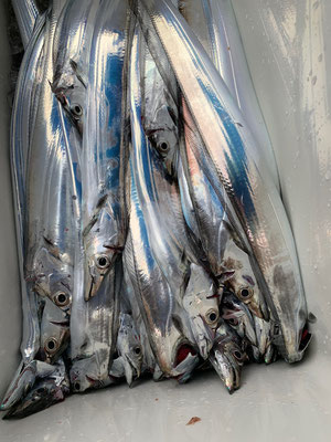 さんさん丸 釣果