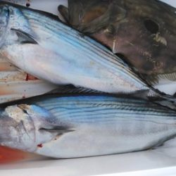 遊漁船 新鋭丸 釣果