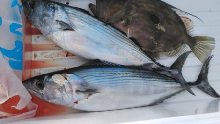 遊漁船 新鋭丸 釣果