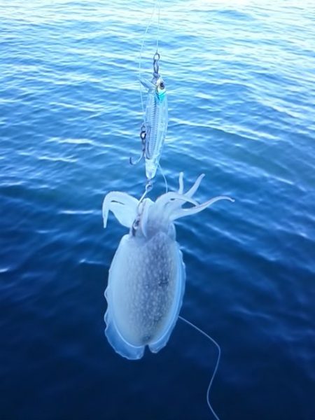 さわ浦丸 釣果