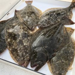 Magic(マジック) 釣果