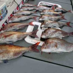 遊漁船 セトマリン 釣果