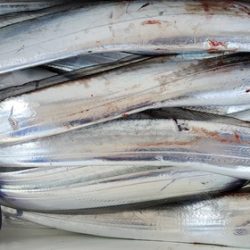 遊漁船 ニライカナイ 釣果