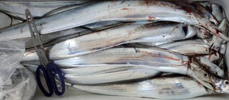 遊漁船 ニライカナイ 釣果