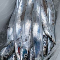 さんさん丸 釣果