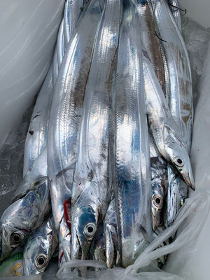 さんさん丸 釣果