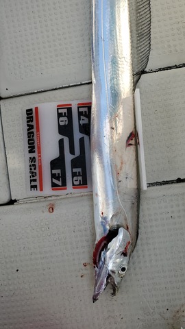 遊漁船 ニライカナイ 釣果