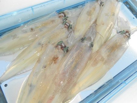 こうゆう丸 釣果