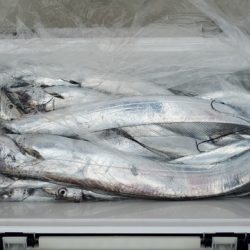 遊漁船 ニライカナイ 釣果