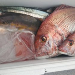 遊漁船 新鋭丸 釣果