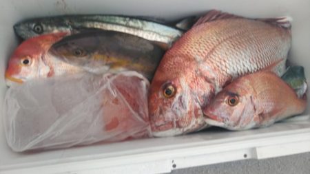 遊漁船 新鋭丸 釣果