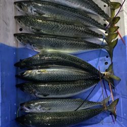 まるいち丸 ZERO-1 釣果