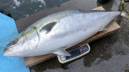 まるいち丸 ZERO-1 釣果