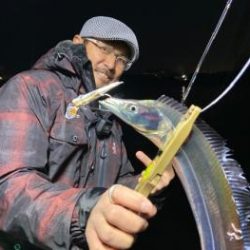 シーマジカル 釣果