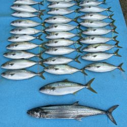 まるいち丸 ZERO-1 釣果