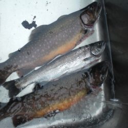 高萩ふれあいの里フィッシングエリア 釣果