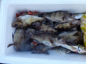 兼六丸 釣果