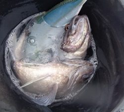兼六丸 釣果