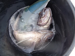 兼六丸 釣果