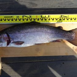 志高湖フィッシング 釣果