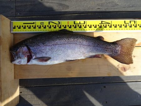 志高湖フィッシング 釣果