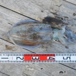 こかわ渡船　雅丸 釣果