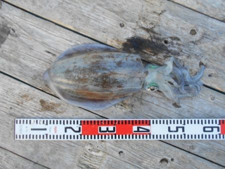 こかわ渡船　雅丸 釣果