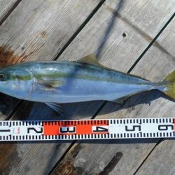 こかわ渡船　雅丸 釣果