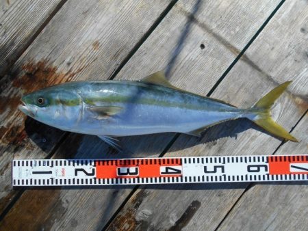 こかわ渡船　雅丸 釣果