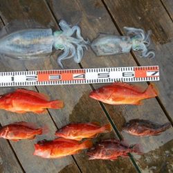 こかわ渡船　雅丸 釣果