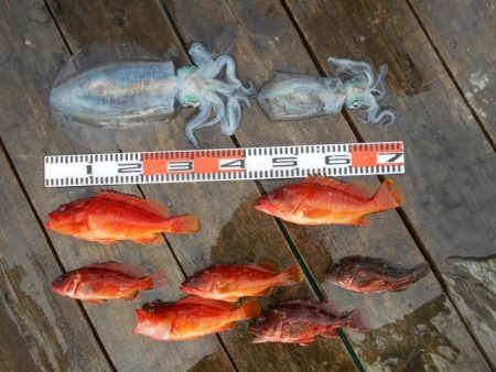 こかわ渡船　雅丸 釣果