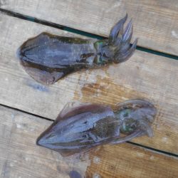 こかわ渡船　雅丸 釣果