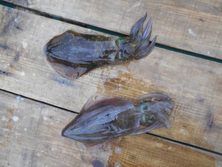 こかわ渡船　雅丸 釣果